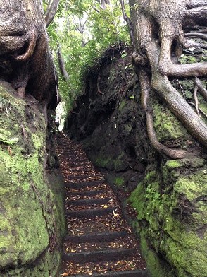木の根っこに囲まれた階段